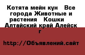 Котята мейн кун - Все города Животные и растения » Кошки   . Алтайский край,Алейск г.